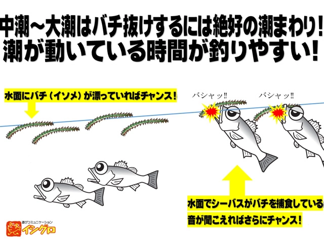 セイゴの電気ウキ釣り | 釣具のイシグロ | 釣り情報サイト